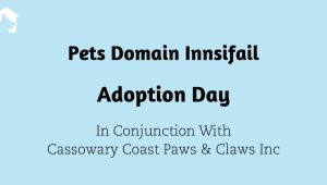 Pet-Friendly Living Room Ideas: Luxury Design That Resists Paws & Claws